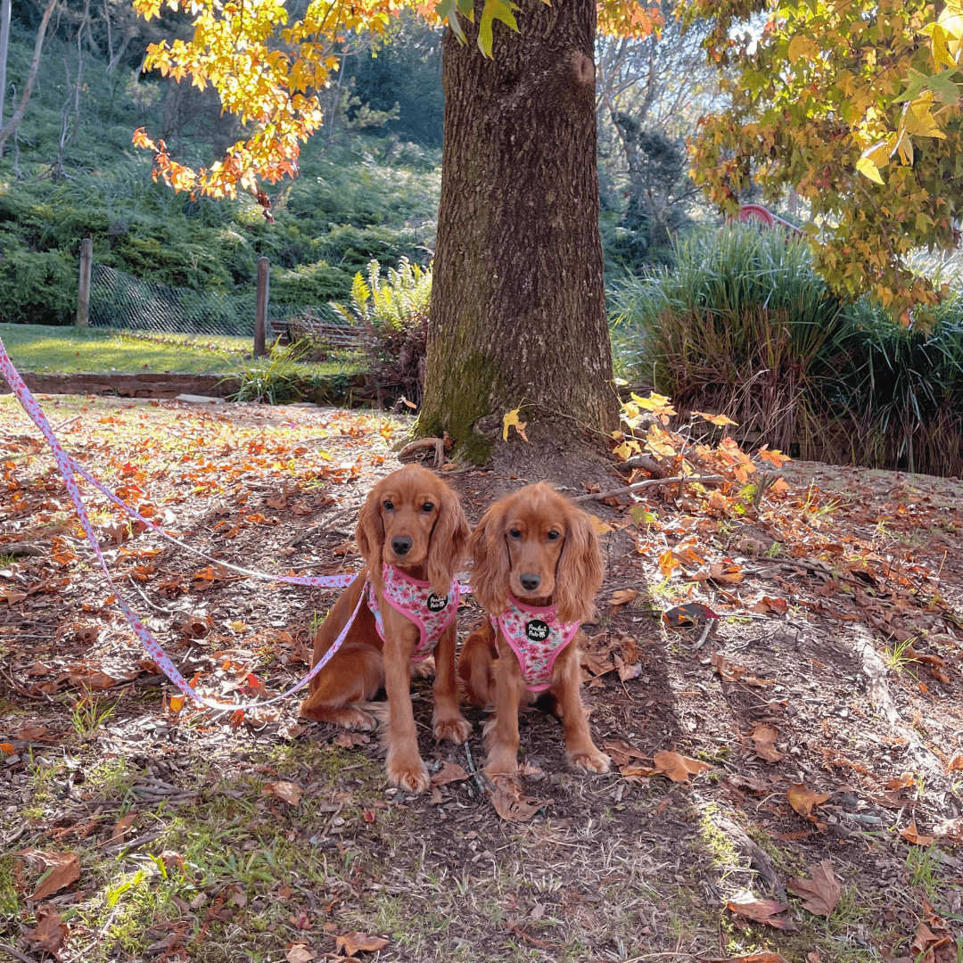 Charlotte-Fox and Penelope