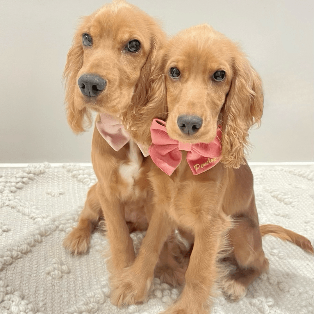 Sweetest Sunshine Furry friends